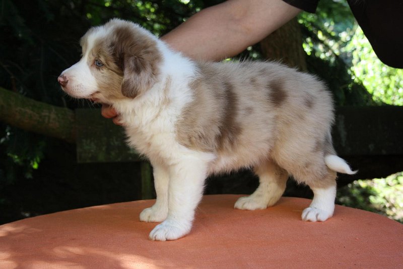 Vrh R 6 tydnu 03.jpg - fena č. 1 (*21.7.2011) - 6 týdnů - red-merle